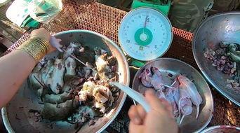 食物爆料视频大全最新版,食物爆料视频大全盘点 第1张 食物爆料视频大全最新版,食物爆料视频大全盘点 第1张